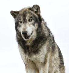 Wolf Head on White Background