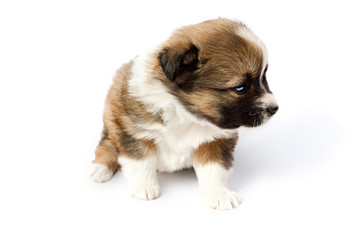 Cute purebred puppy (dog) on a white background