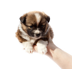 purebred puppy (dog) in human hands