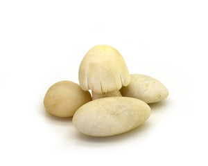 Fototapeta premium Straw Mushroom on white background