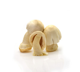 Straw Mushroom on white background