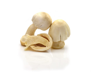 Straw Mushroom on white background