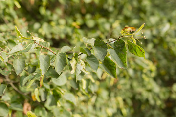 linden spent flowers on a branch with leaves