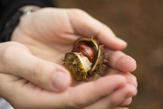 Chestnut with shell in his hands girls