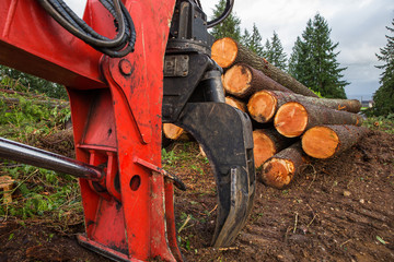 Trees chopped and stacked