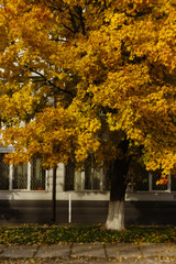 beautiful amazing magnificent yellow autumn tree on a background