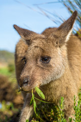 Naklejka premium Australian Kangaroo eating