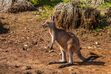 Australian Kangaroo Murramarang National Park © bennymarty