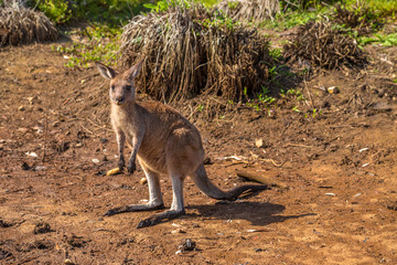 Australian Kangaroo New South Wales © bennymarty
