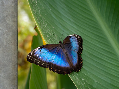 Blue morpho butterfly. Morpho peleides.
