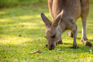 Australian Kangaroo eating © bennymarty