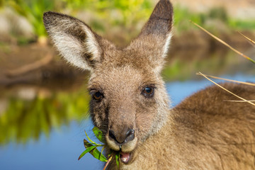 Australische kangoeroes in kiezelstrand