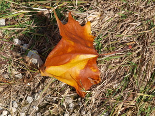 Gold and Bronze Leaf