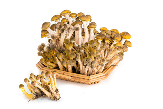Cestino di vimini con funghi pioppini isolati su sfondo bianco