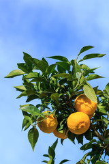 Yuzu: Citrus junos is a kind of Japanese citrus