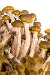 Funghi pioppini isolati su sfondo bianco