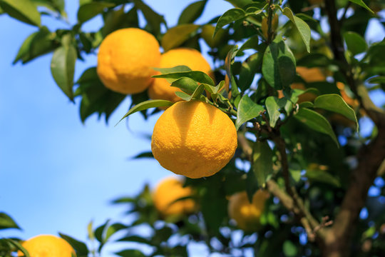 Yuzu: Citrus junos is a kind of Japanese citrus