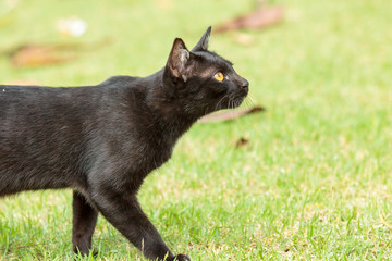 Fototapeta premium Black cat walking on the green grass.