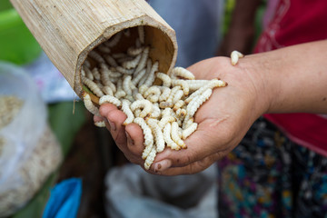 Bamboo worm ,Chrysalis or bamboo insect on hand