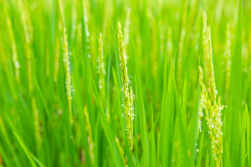 Beautiful green terrace paddy fields on Bali, Indonesia