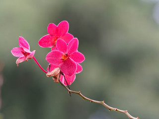 Obraz premium Red Flower