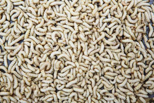 Bamboo worm ,Chrysalis or bamboo insect.