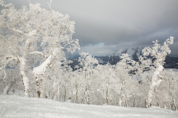Snow covered rime trees, Rusutsu, Hokkaido, Japan