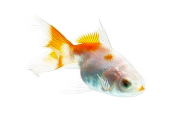 Fototapeta premium Goldfish Fractals Isolated On White