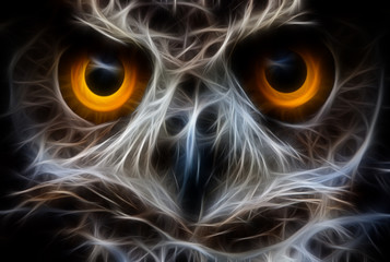 Owl Bird Face Close Up