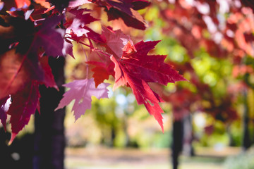 landscape with autumn leaves . Retro style filter, maple leaves