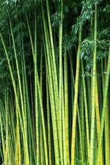 Stickers pour porte Bambou Arrière-plans de la nature en bambou vert