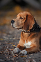 Dog Beagle walking in autumn park