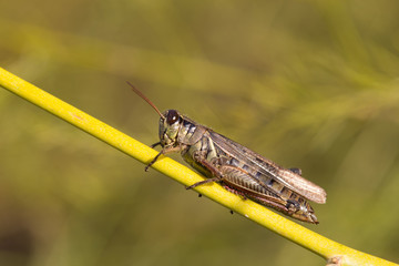 Grashopper Melanoplus Femurrubrum
