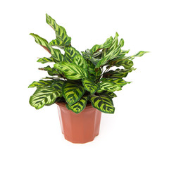 potted plant of  Calathea makoyana on a white background