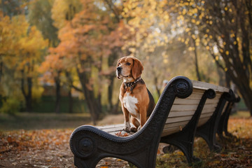 Dog Beagle walking in autumn park