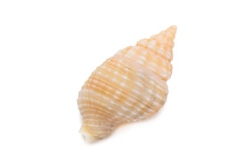 Sea shells isolated on white background.