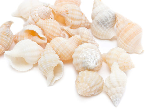 Sea shells isolated on white background.