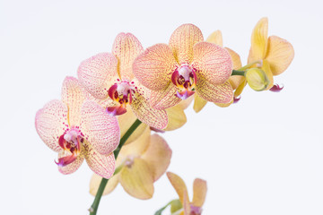Naklejka na ściany i meble Yellow Phalaenopsis Orchid