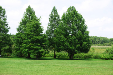 Fototapeta na wymiar green trees