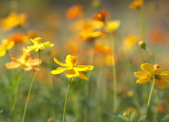 floral background blur