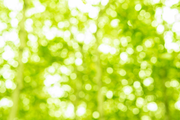 Green bokeh glitter defocused lights abstract background. © narongchaihlaw