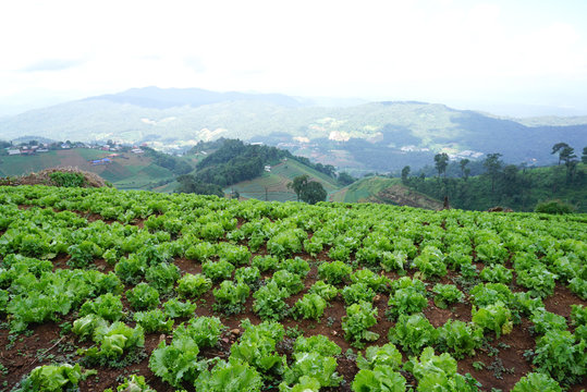 fresh green lettuce on the ground in the farm