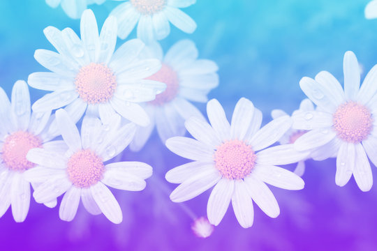 Fototapeta Flower pastel style.