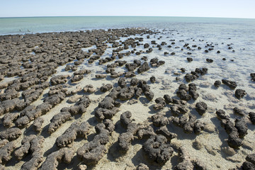 Western Australia, shark bay, stromatolites  marine formations