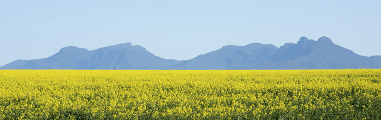 canola crops  in south western australia with the Sterling ranges in the background.