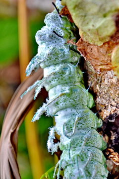 worm in green nature 