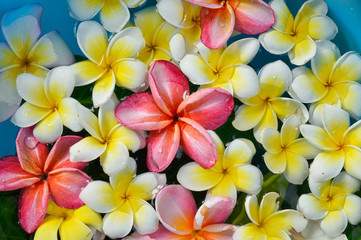 many white and pink with white frangipani in water

