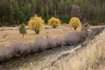 Yellow trees in Autumn by a stream near Stanley, Idaho.