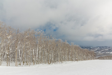 Snow covered rime trees, Rusutsu, Hokkaido, Japan