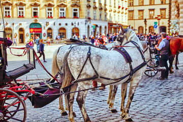 Fototapeta na wymiar VIENNA, AUSTRIA- SEPTEMBER 10, 2015: Carriage horses walking in